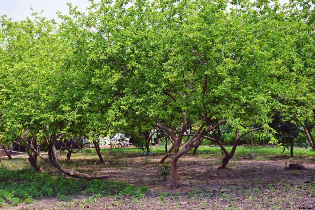 How to Grow Guava