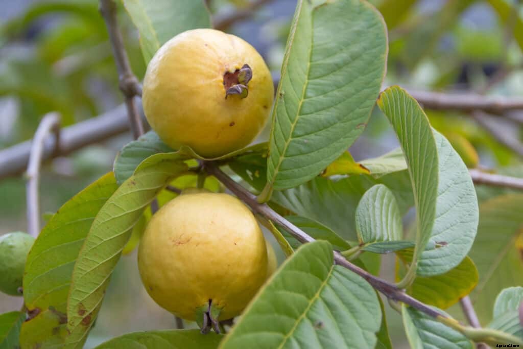 How to Grow Guava