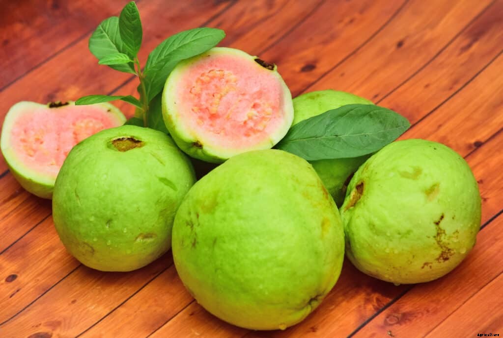 How to Grow Guava