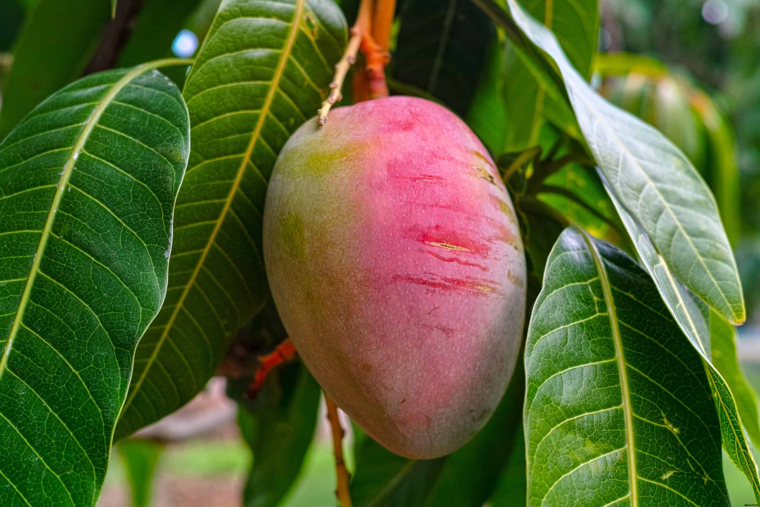 How to Grow Mango