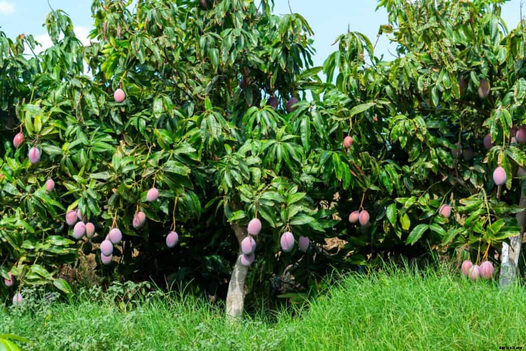 How to Grow Mango