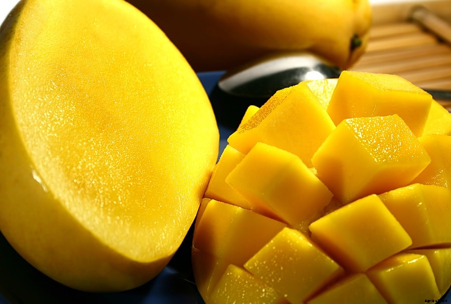 How to Grow Mango