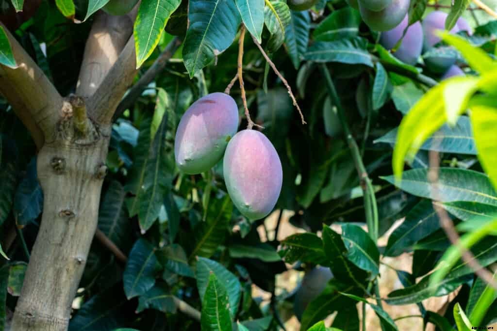 How to Grow Mango