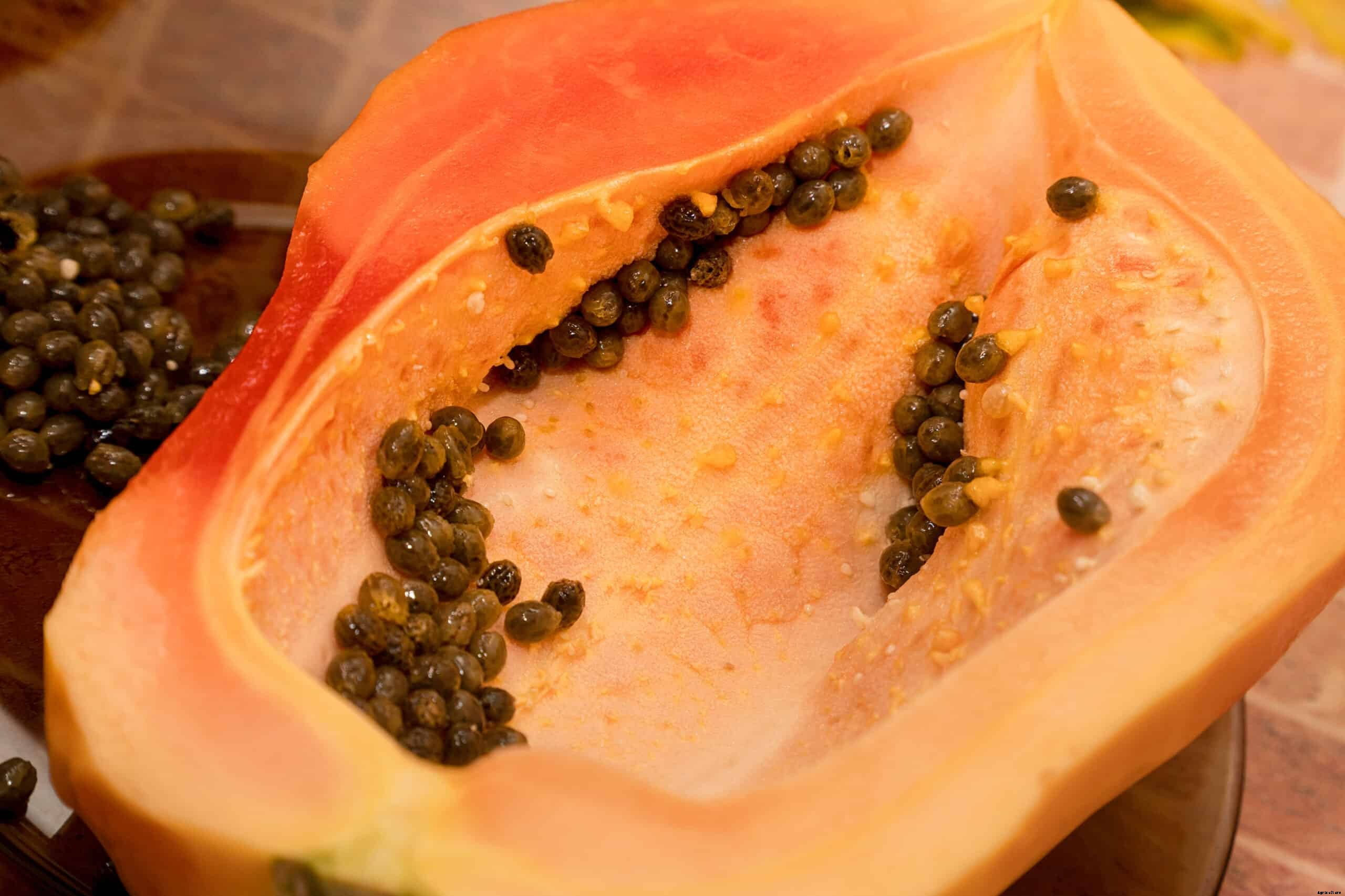 How to Grow Papaya