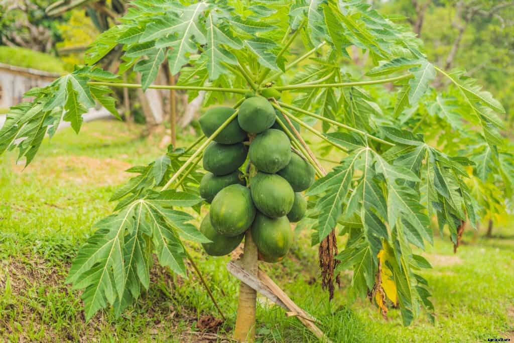 How to Grow Papaya