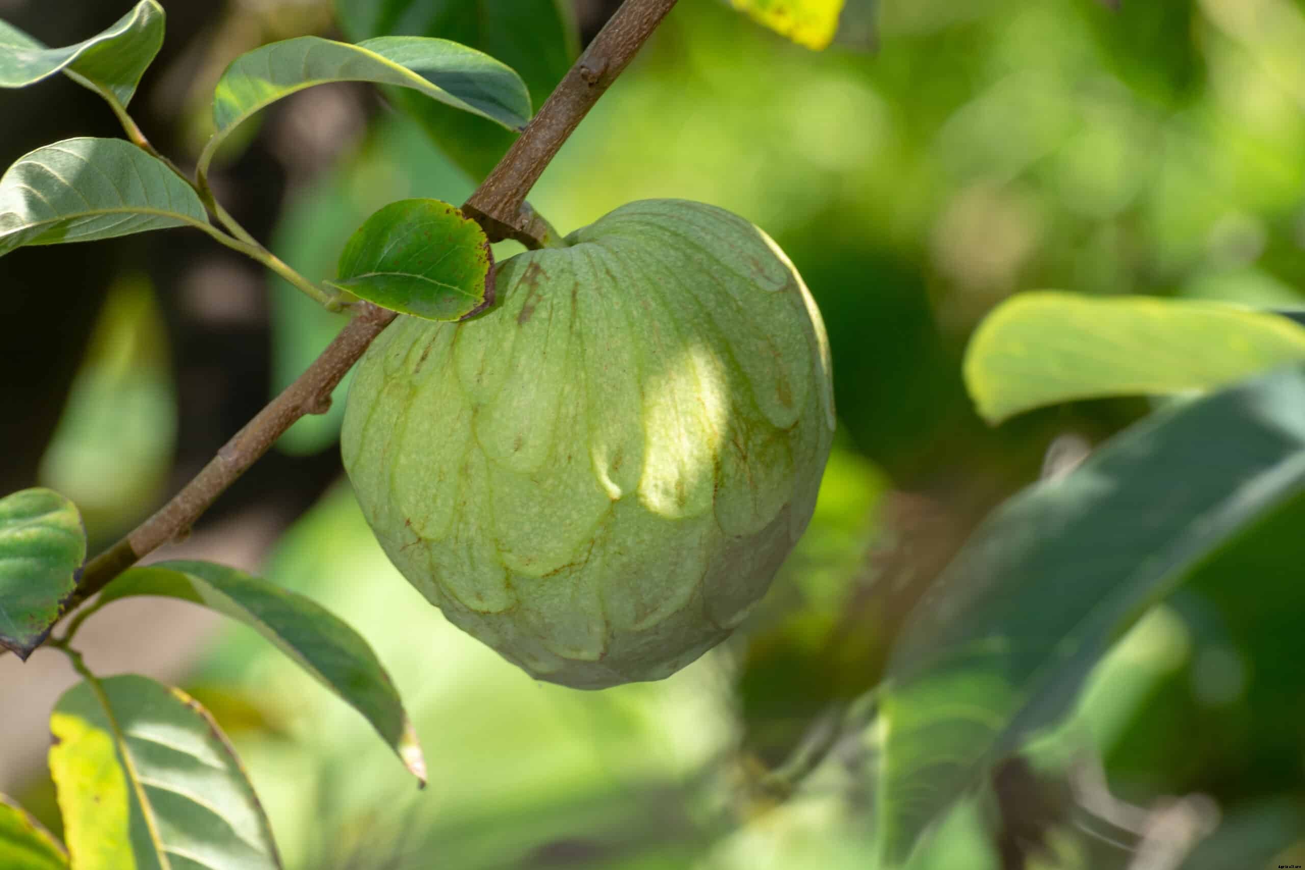 How to Grow Cherimoya