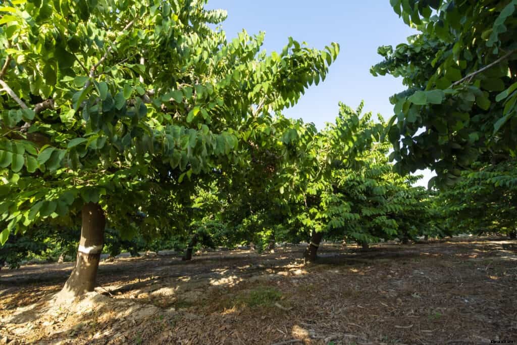 How to Grow Cherimoya