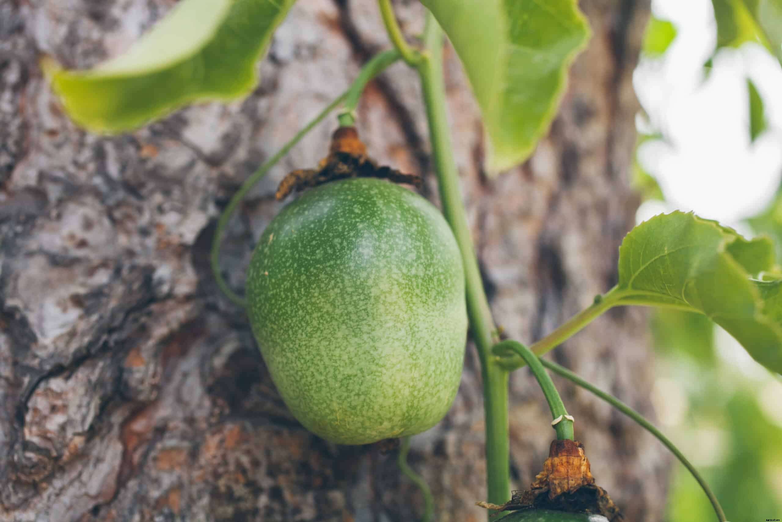How to Grow Passion Fruit