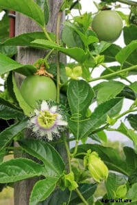 How to Grow Passion Fruit