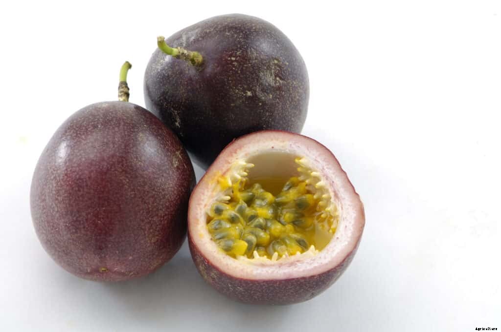 How to Grow Passion Fruit