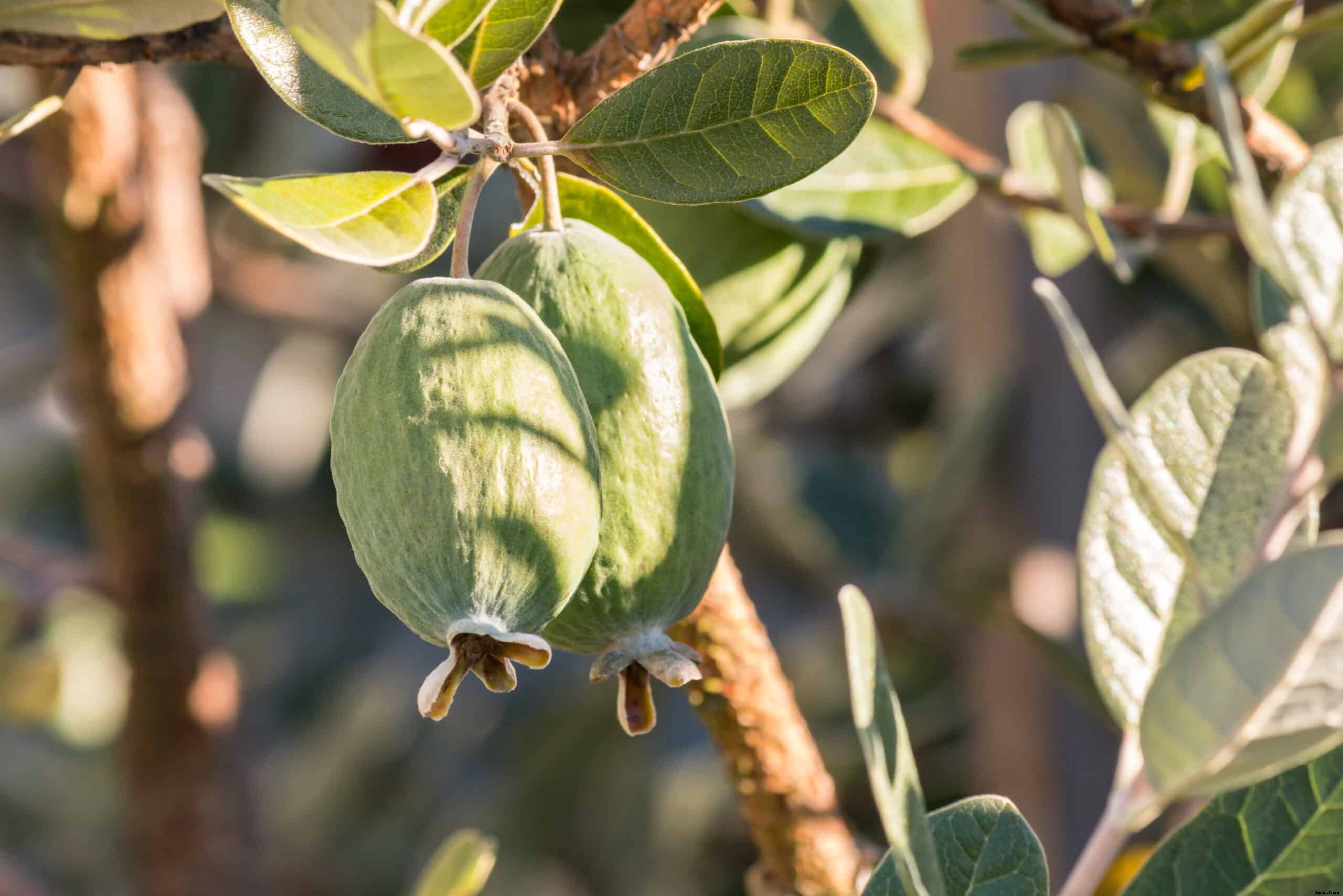 How to Grow Feijoa Pineapple Guava