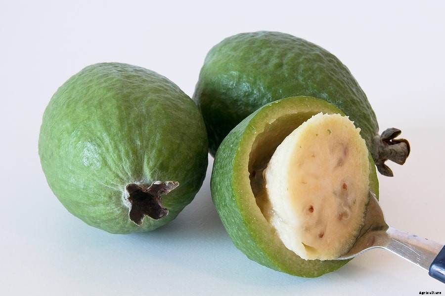 How to Grow Feijoa Pineapple Guava