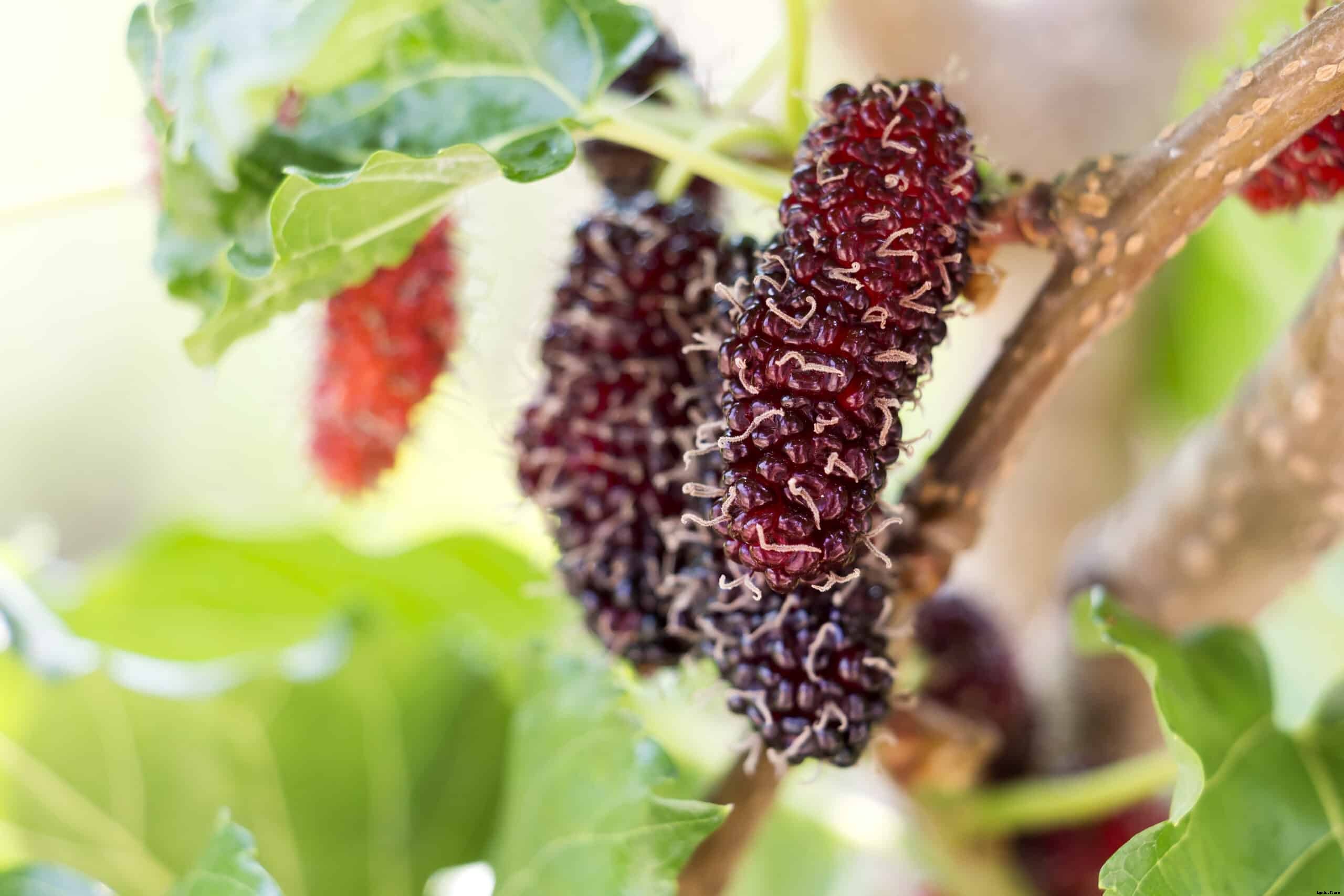 How to Grow Mulberries