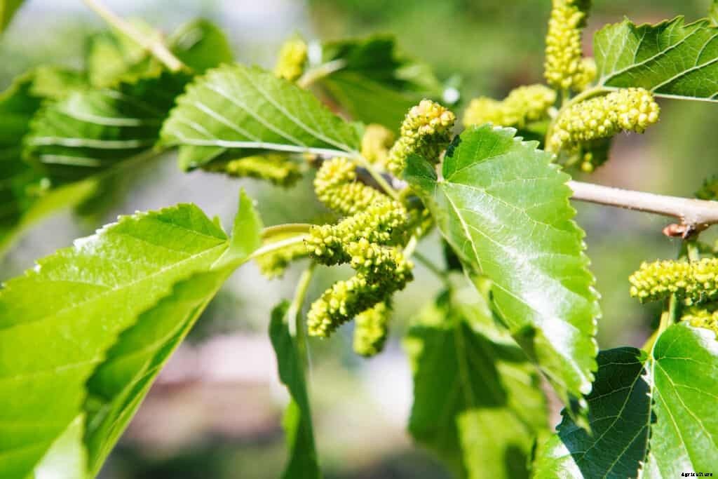 How to Grow Mulberries