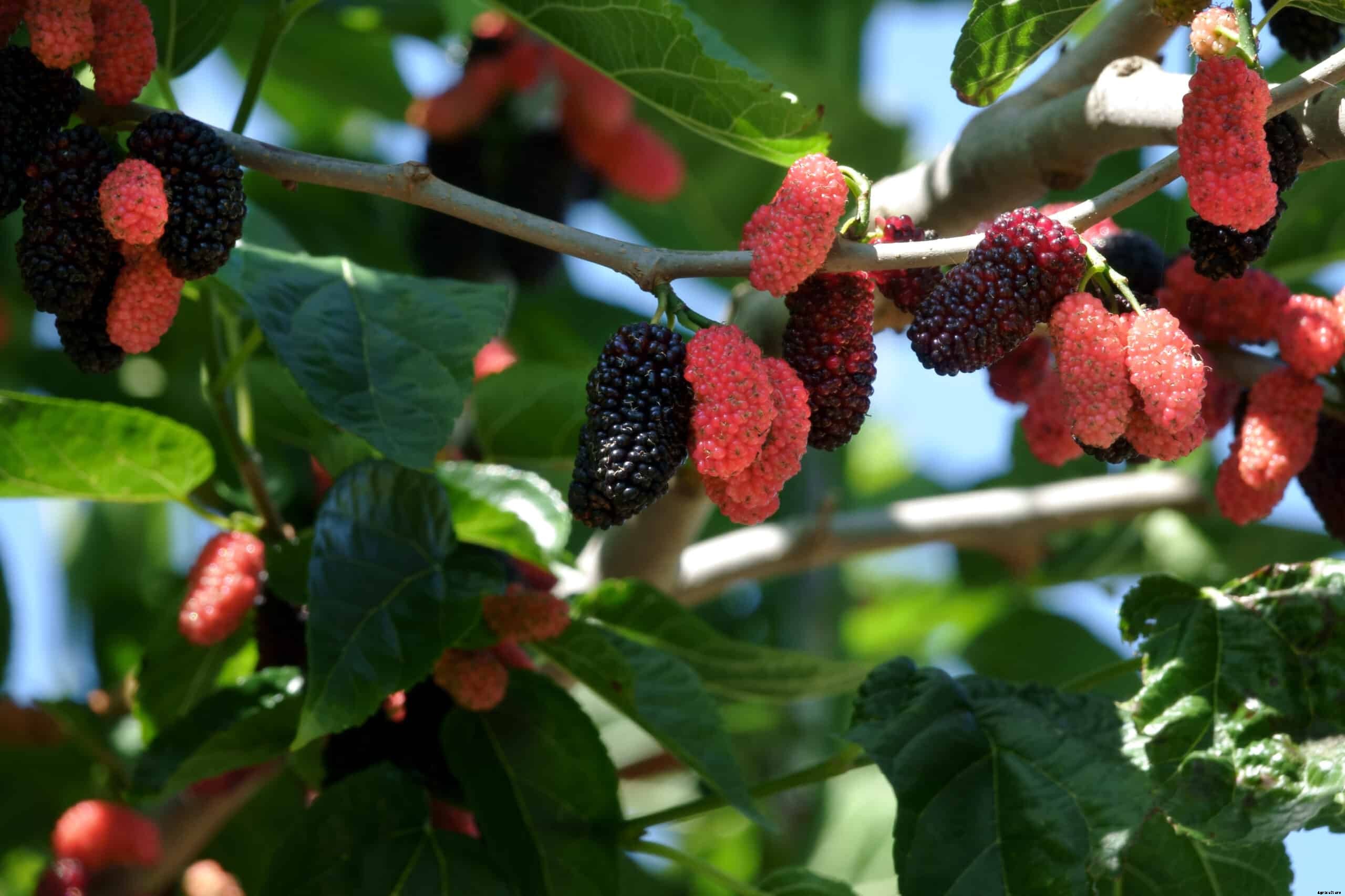 How to Grow Mulberries