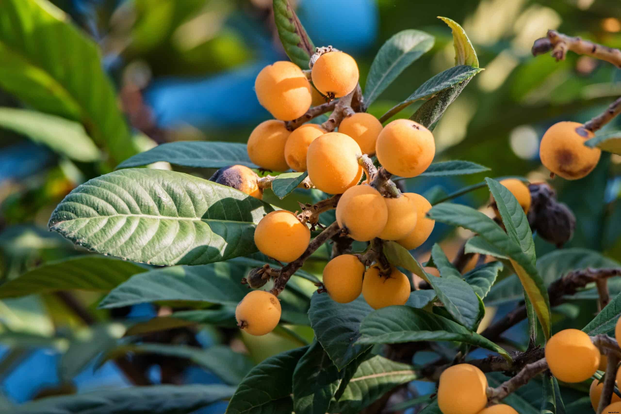 How to Grow Loquats