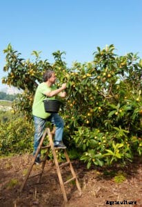 How to Grow Loquats