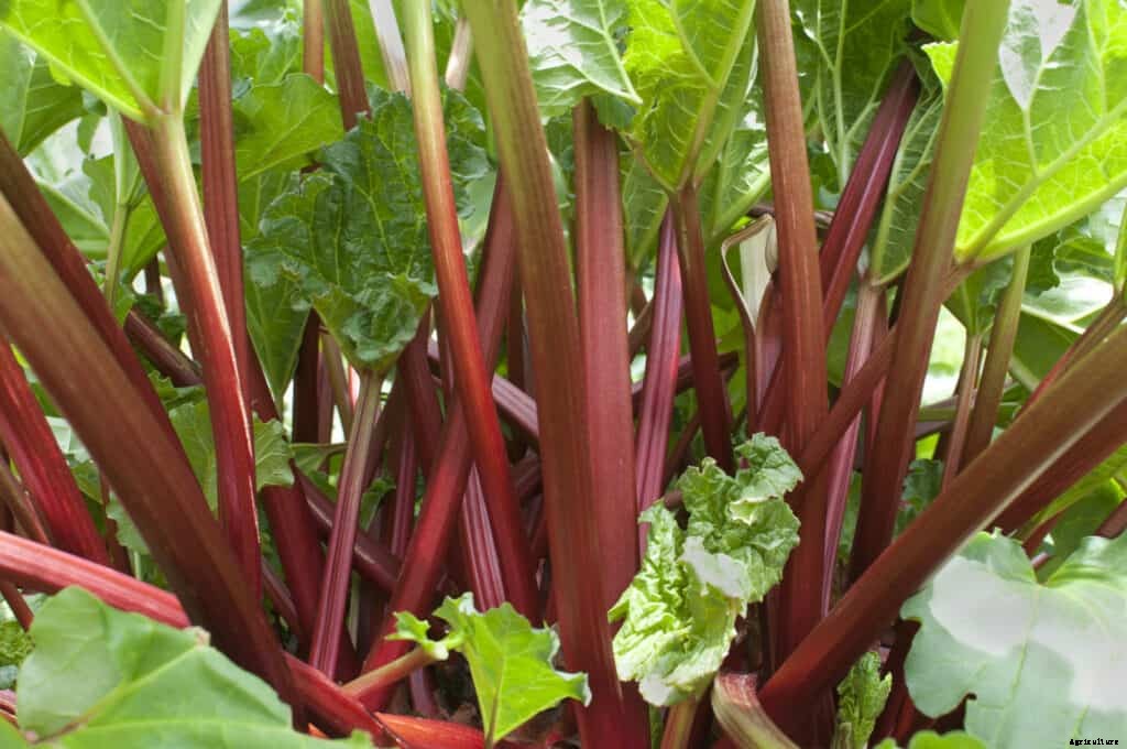 How to Harvest and Store Rhubarb
