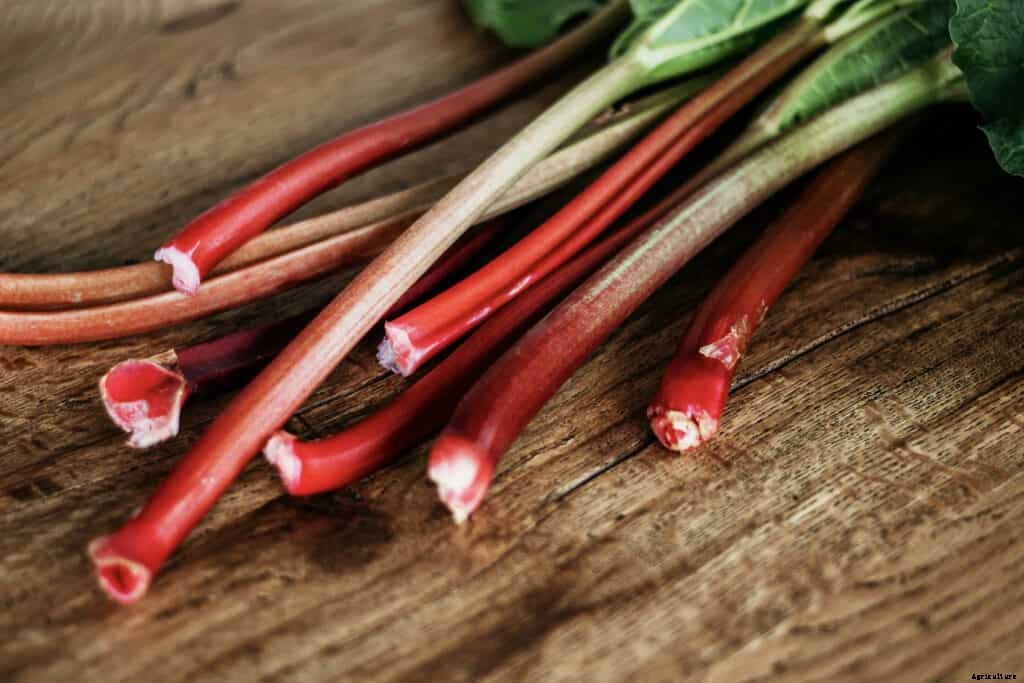 How to Harvest and Store Rhubarb