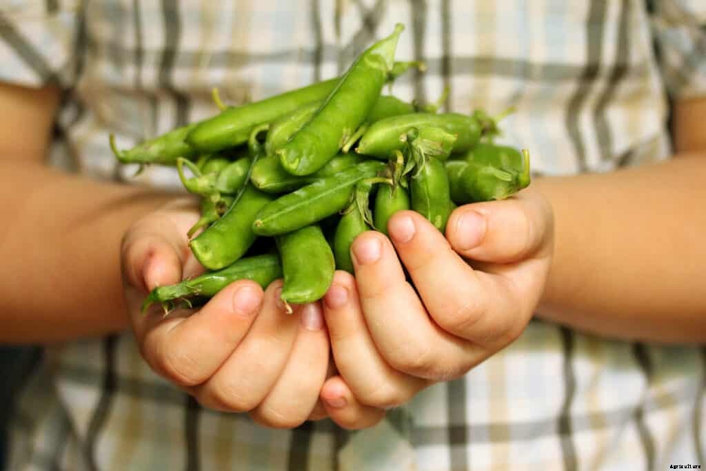 How to Harvest and Store Peas