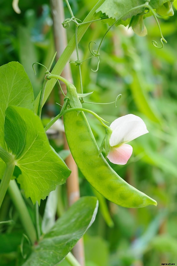 How to Harvest and Store Peas