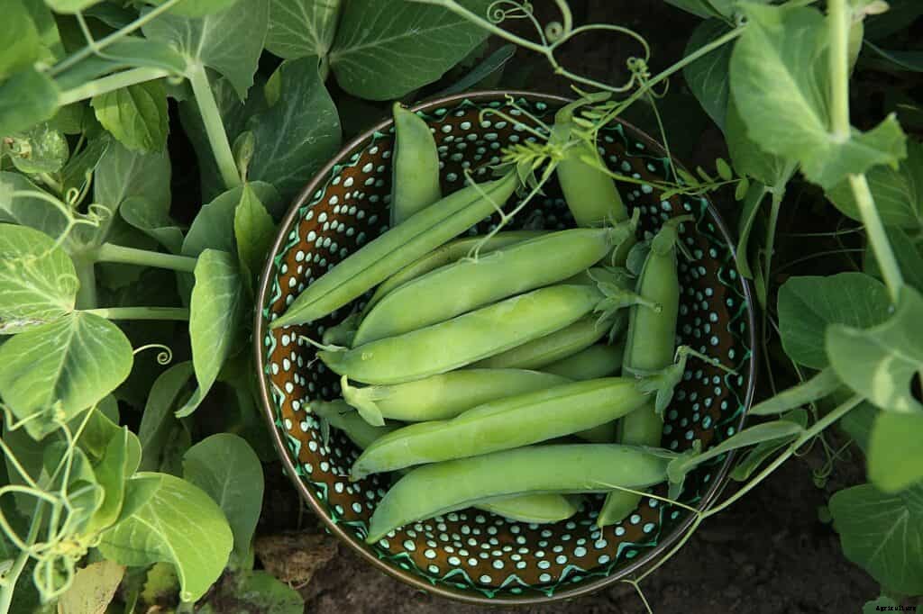 How to Harvest and Store Peas