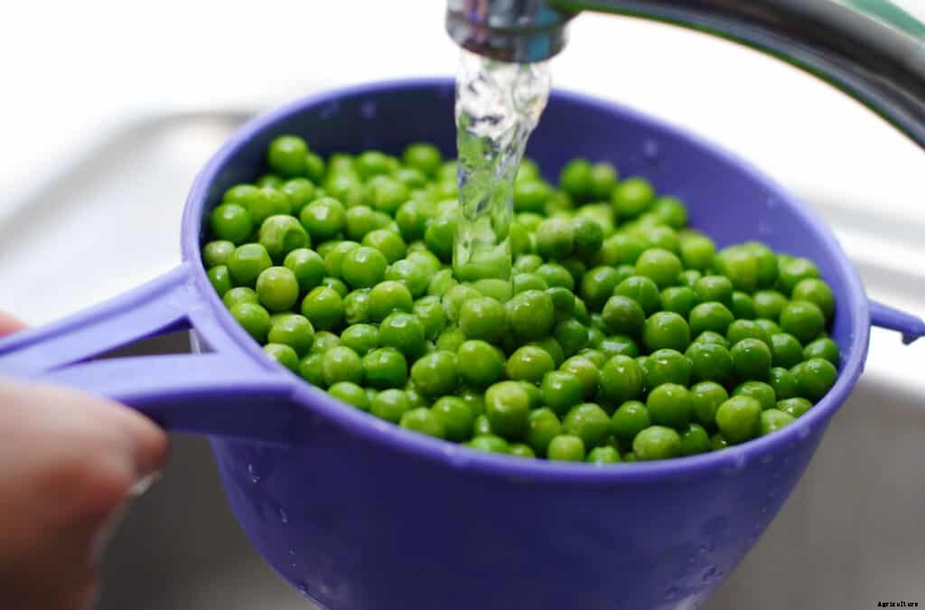How to Harvest and Store Peas
