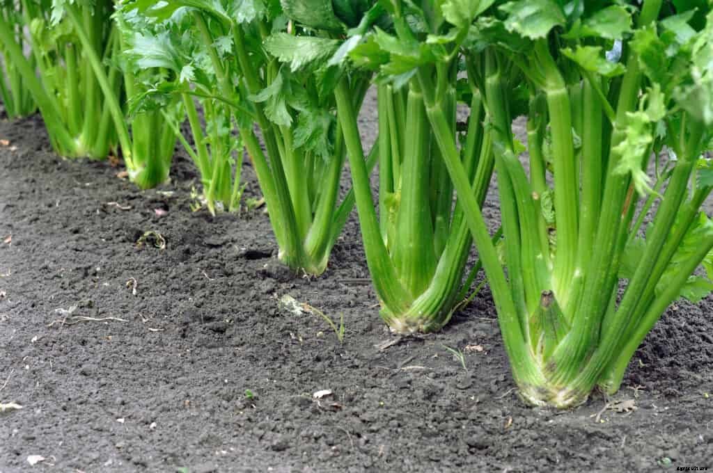 How to Harvest and Store Celery
