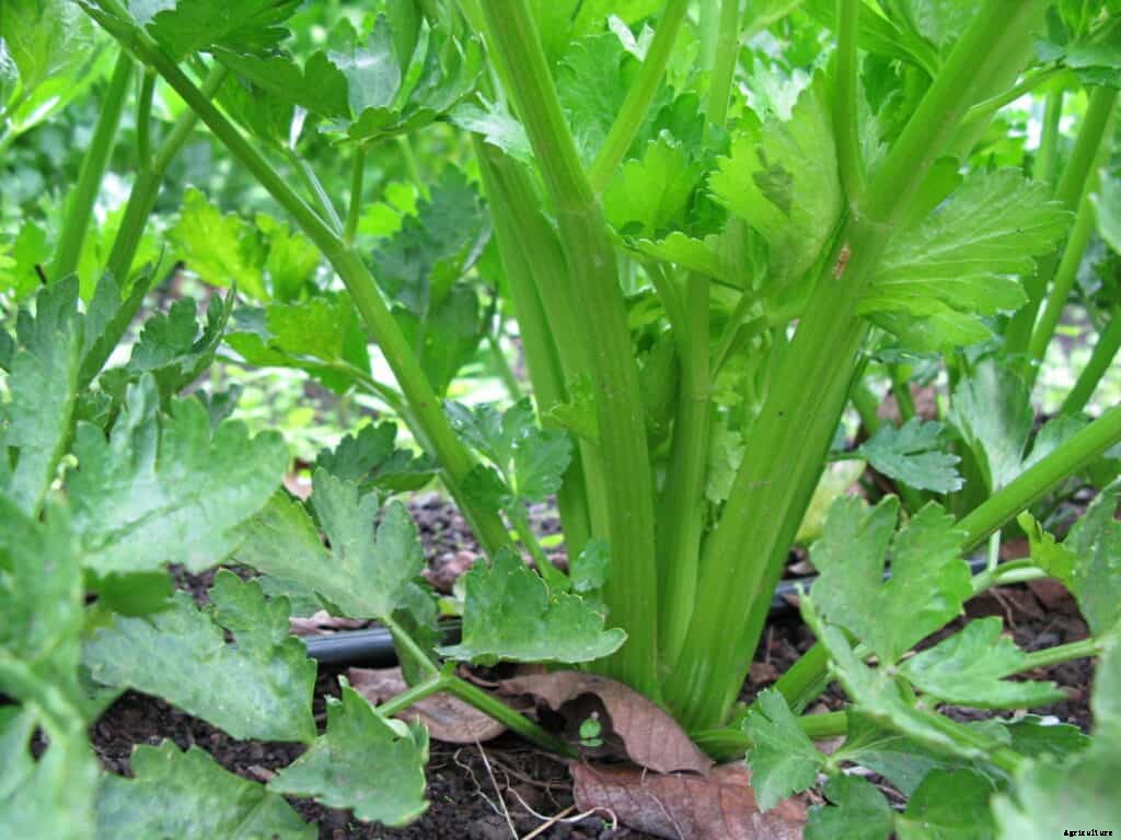 How to Harvest and Store Celery