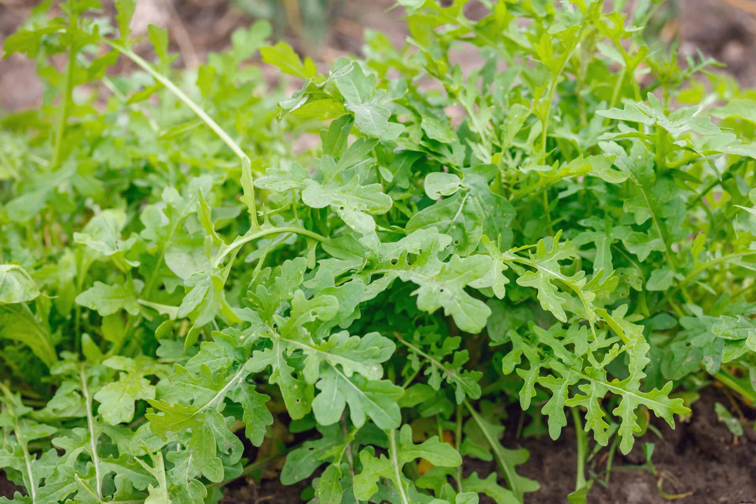 How to Harvest and Store Arugula