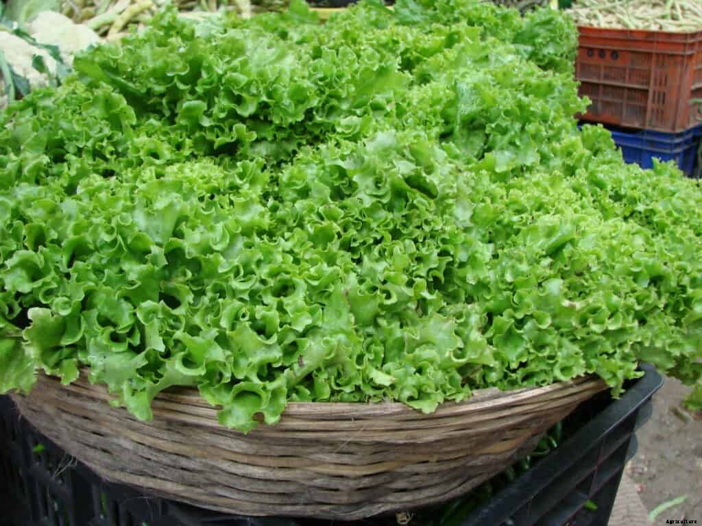 How to Harvest and Store Endive and Escarole