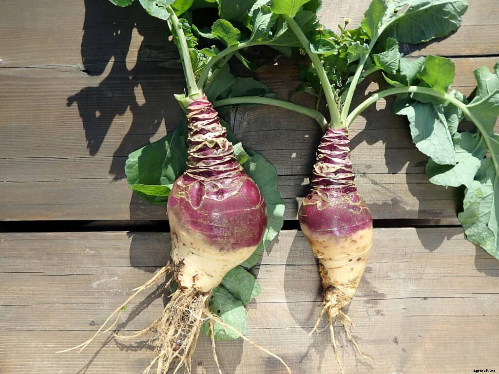 How to Harvest and Store Rutabagas