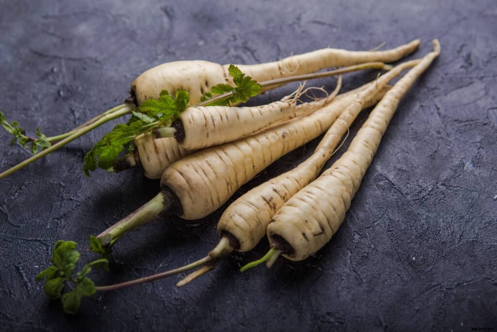 How to Harvest and Store Parsnips