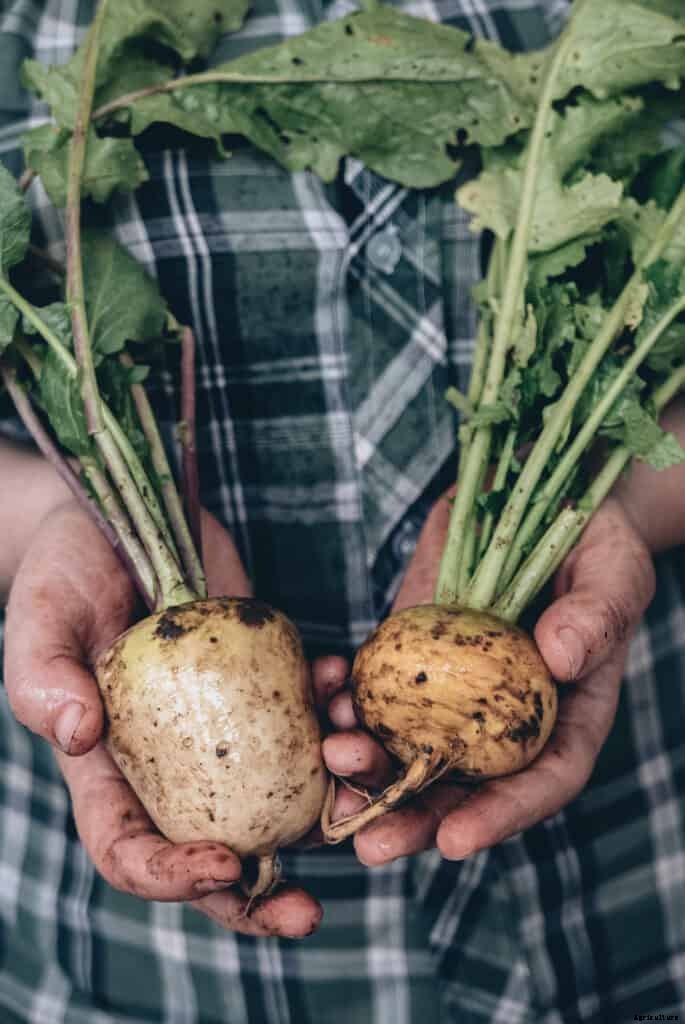 How to Harvest and Store Turnips