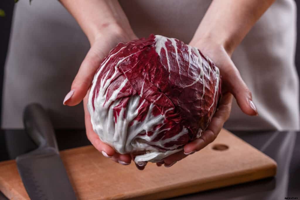 How to Harvest and Store Radicchio