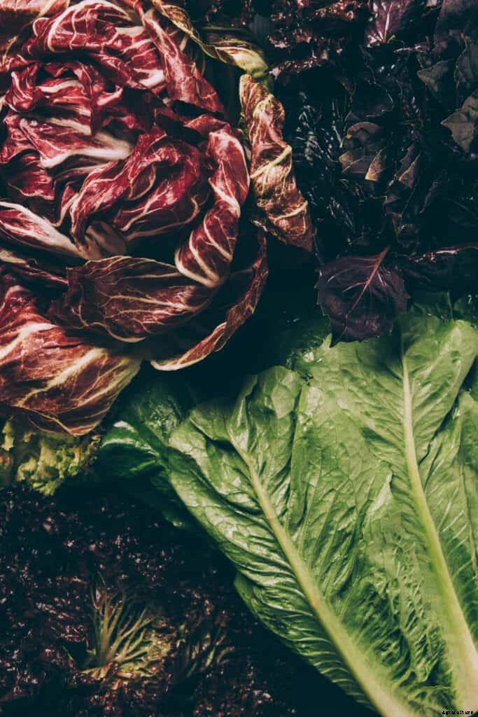 How to Harvest and Store Radicchio