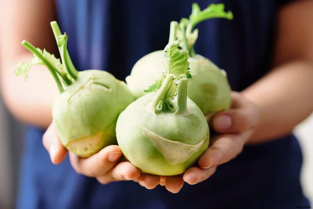 How to Harvest and Store Kohlrabi
