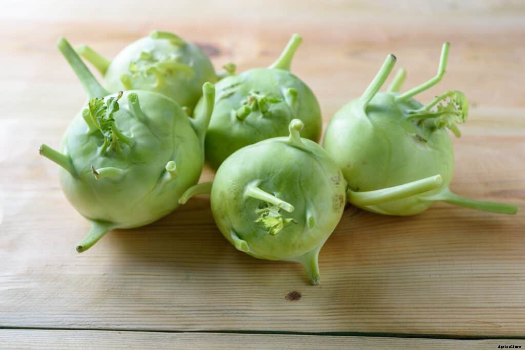 How to Harvest and Store Kohlrabi