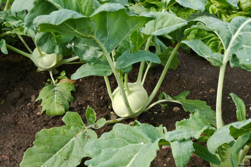 How to Harvest and Store Kohlrabi