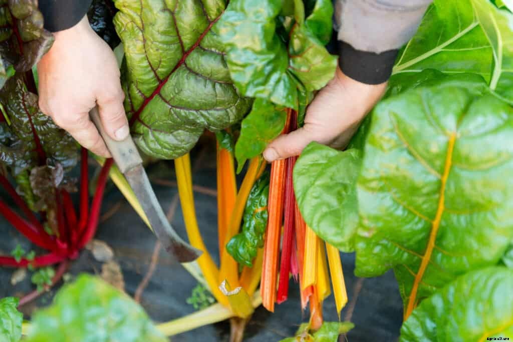How to Harvest and Store Swiss Chard