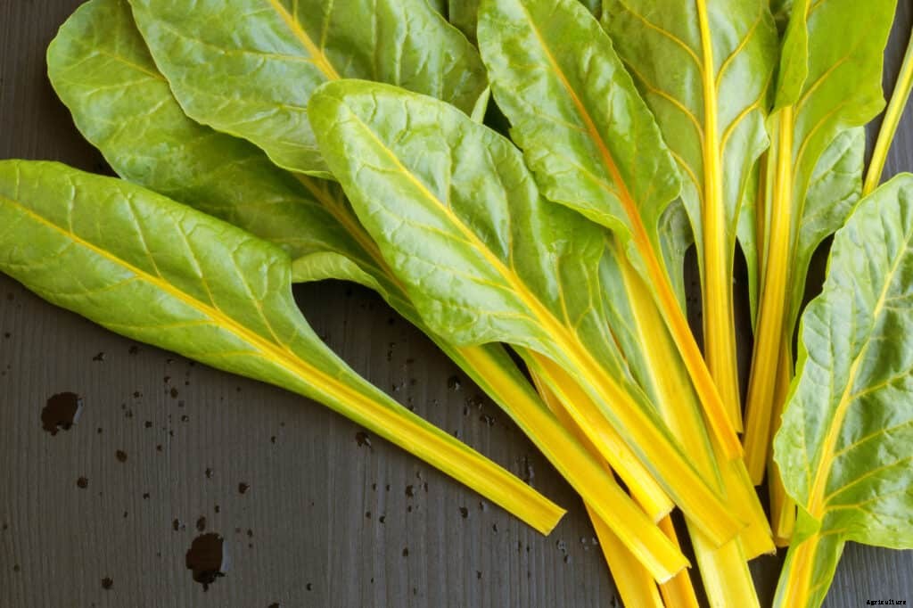 How to Harvest and Store Swiss Chard