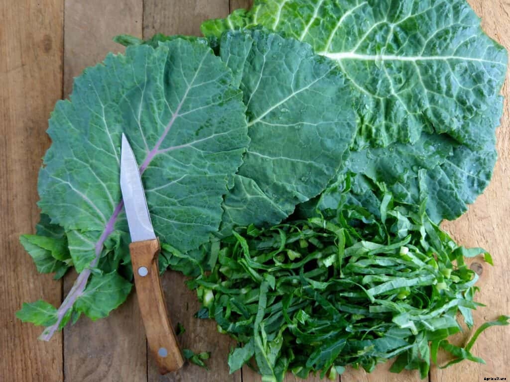 How to Harvest and Store Kale