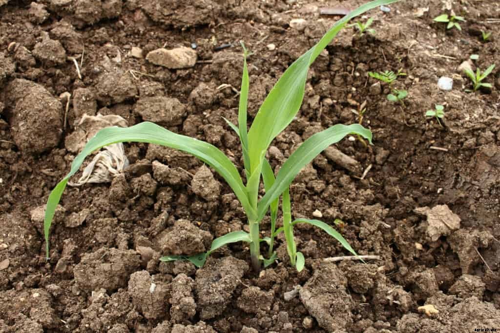 Corn Seed Starting Tips