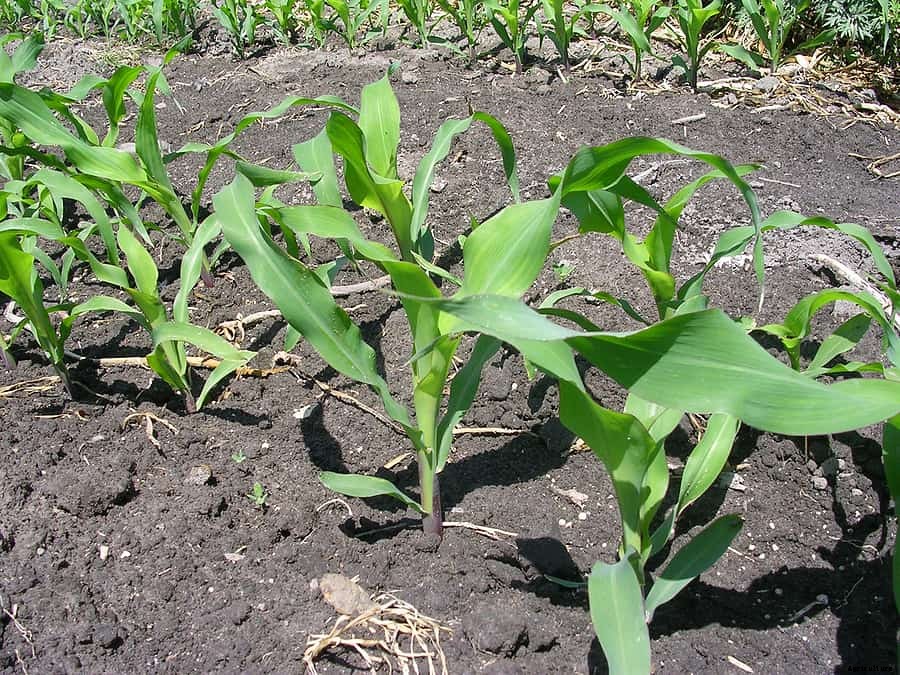 Corn Seed Starting Tips