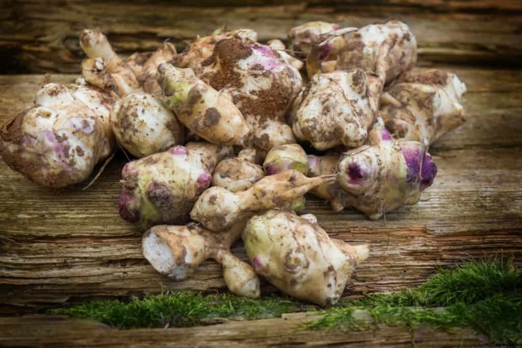 Jerusalem Artichoke Plant Starting Tips