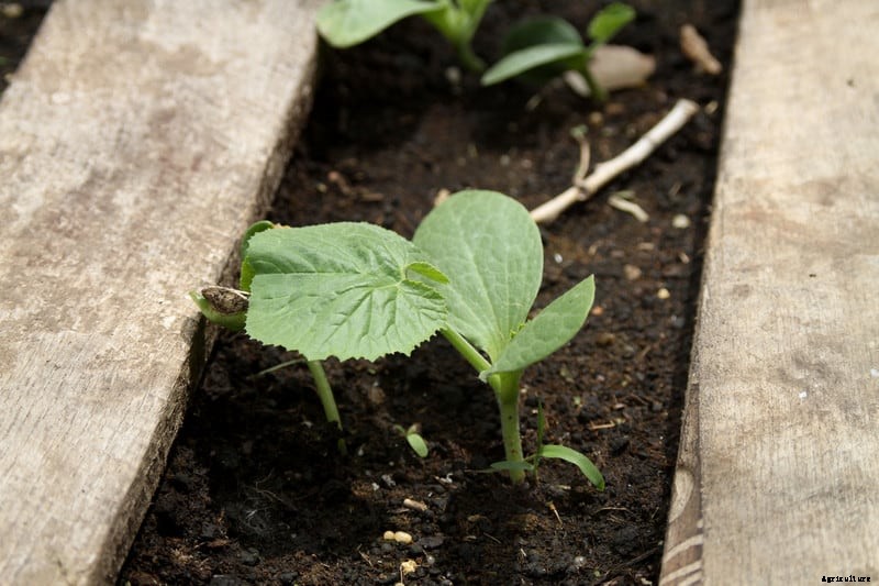 Summer Squash and Zucchini Seed Starting Tips