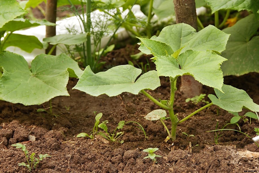 Winter Squash Seed Starting Tips