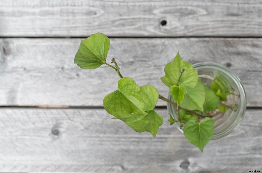 Sweet Potato Plant Starting Tips