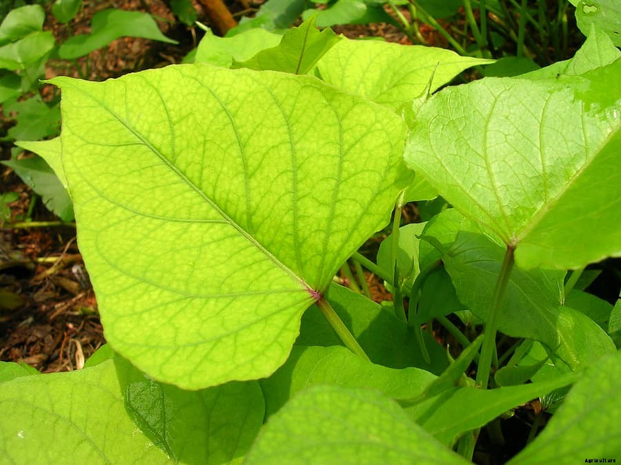 Sweet Potato Plant Starting Tips