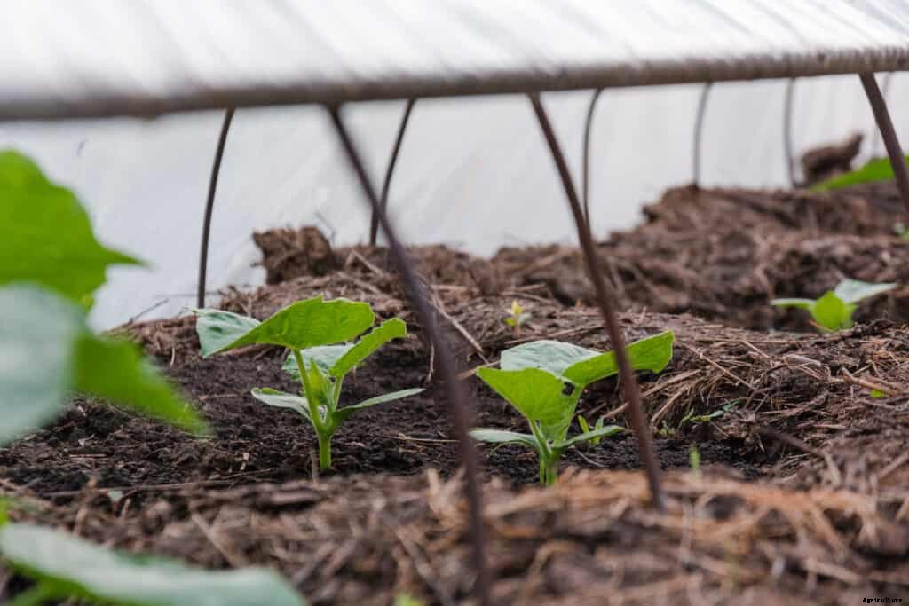 Cucumber Seed Starting Tips